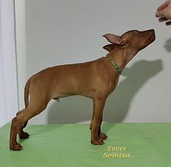 Кобель зелёный ошейник, Классик