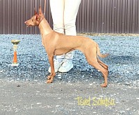 Цвет Солнца Звезда Самая Яркая