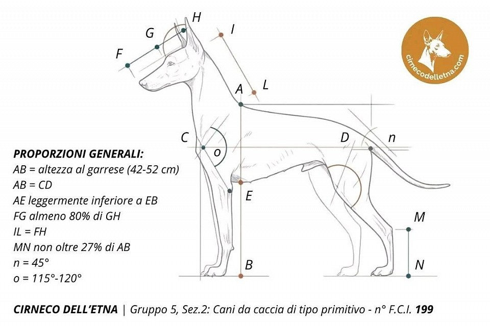 Cirneco