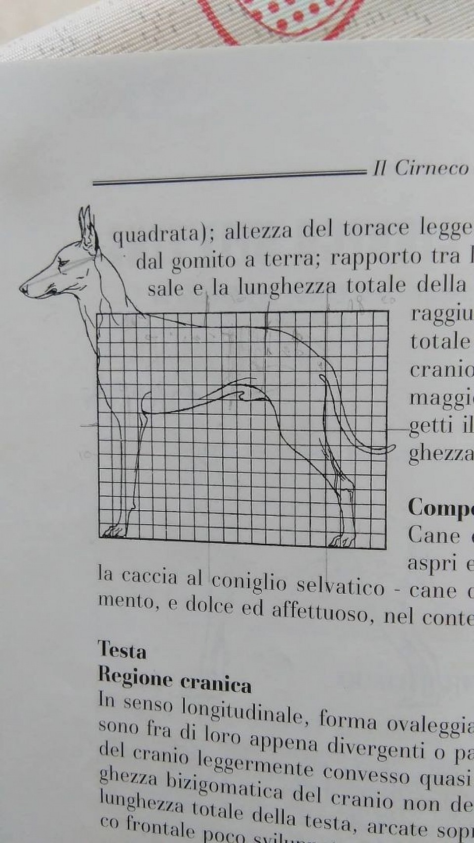 Cirneco