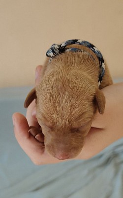 Цвет Солнца Лазурит