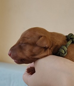 Цвет Солнца Любовь моя