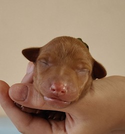 Цвет Солнца Любовь моя