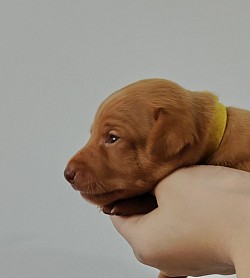 Цвет Солнца Лилия
